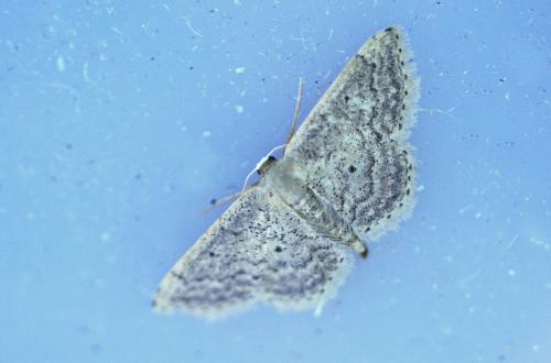 Réf. 265 992 : Idaea sp.